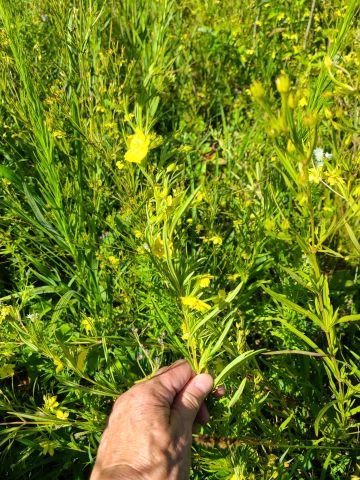 fourfloweryellowloosestrife.jpg