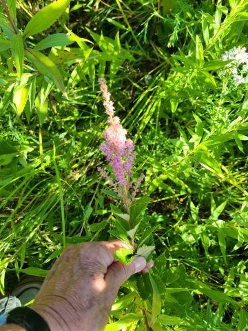 steeplebushormeadowsweet.jpg